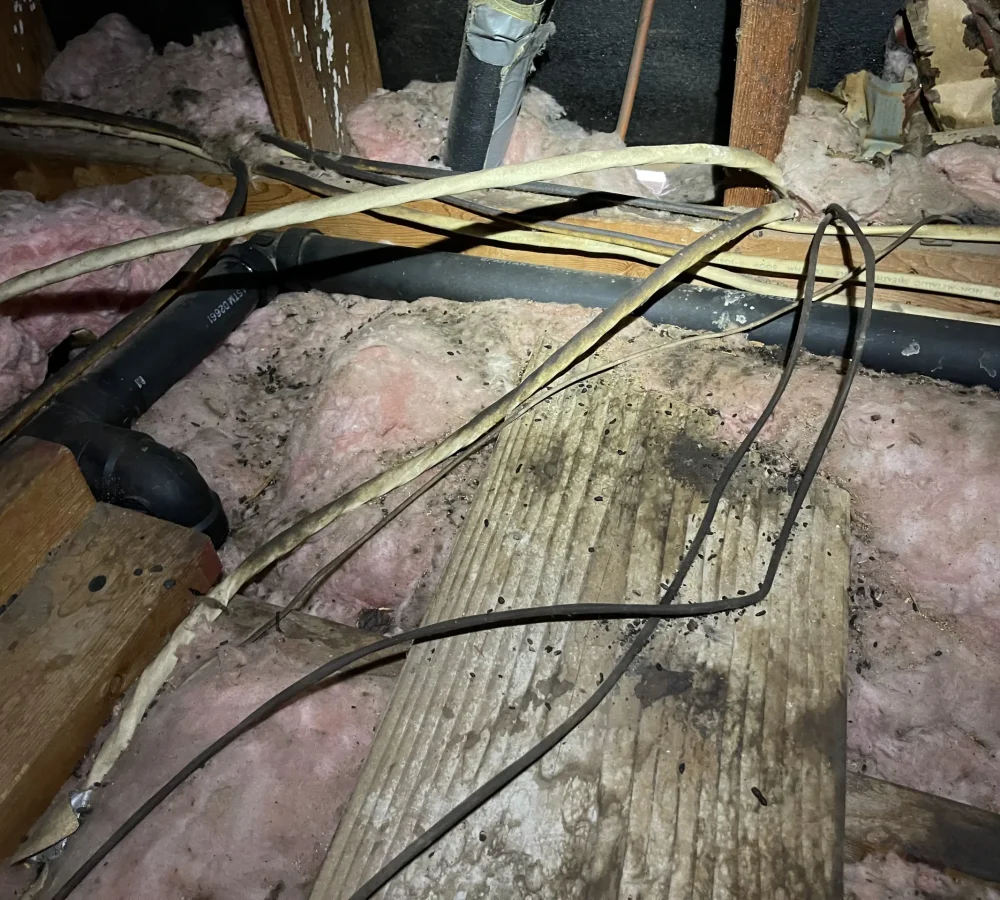 Rodent Exclusion Services